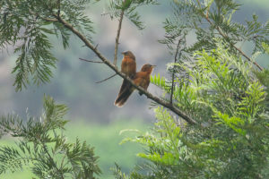 Rufous Babbler (Turdoides subrufa)