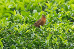 Rufous Babbler (Turdoides subrufa)