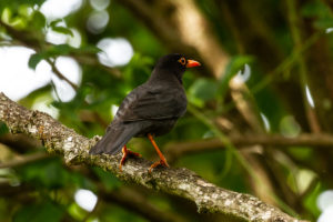 Indian Blackbird (Turdus simillimus)