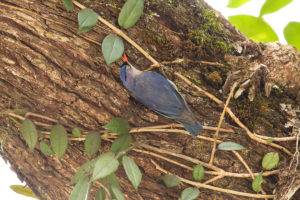 Velvet-fronted Nuthatch (Sitta frontalis)