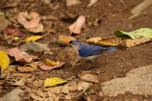 Velvet-fronted Nuthatch (Sitta frontalis)