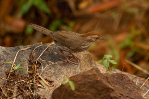 Puff-throated Babbler (Pellorneum ruficeps)