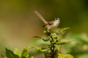 Plain Prinia (Prinia inornata)