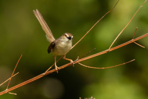 Plain Prinia (Prinia inornata)