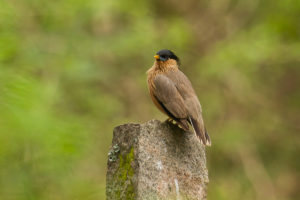 Brahminy Starling (Sturnia pagodarum)