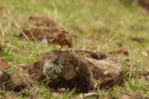 Malabar Lark (Galerida malabarica)