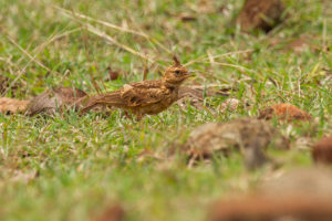 Malabar Lark (Galerida malabarica)