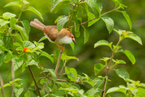 Yellow-eyed Babbler (Chrysomma sinense)