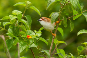 Yellow-eyed Babbler (Chrysomma sinense)