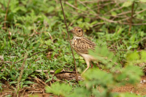 Jerdon’s Bushlark (Mirafra affinis)