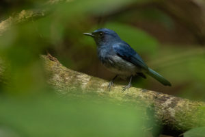 White-bellied Blue Flycatcher (Cyornis pallidipes)