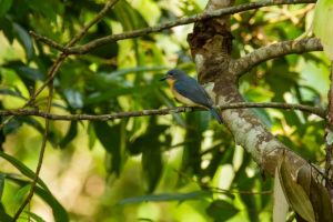 Tickell’s Blue Flycatcher (Cyornis tickelliae)