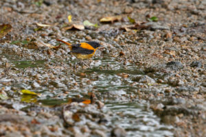Black-and-orange Flycatcher (Ficedula nigrorufa)