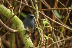 White-bellied Sholakili (Sholicola albiventris)