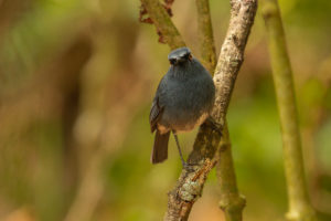 White-bellied Sholakili (Sholicola albiventris)