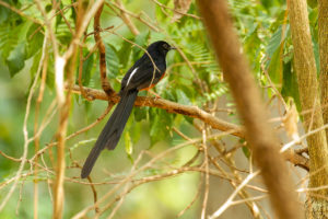 White-rumped Shama (Copsychus malabaricus)