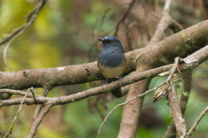 Nilgiri Sholakili (Sholicola major)