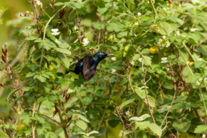 Purple Sunbird (Cinnyris asiaticus)