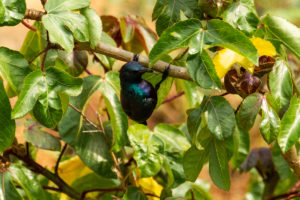 Purple Sunbird (Cinnyris asiaticus)