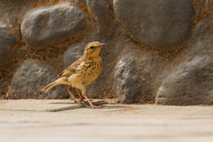 Nilgiri Pipit (Anthus nilghiriensis)