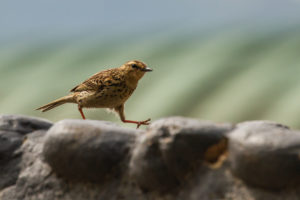 Nilgiri Pipit (Anthus nilghiriensis)