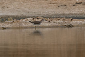 Green Sandpiper (Tringa ochropus)