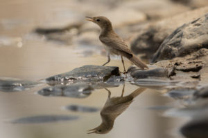 Upcher’s Warbler (Hippolais languida)