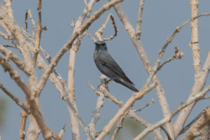 Blue Rock-Thrush (Monticola solitarius)