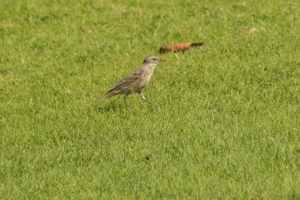 Water Pipit (Anthus spinoletta)