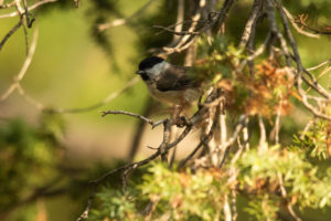 Marsh Tit (Poecile palustris)