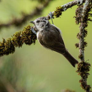 Crested Tit (Lophophanes cristatus)