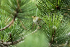 Wood Warbler (Phylloscopus sibilatrix)