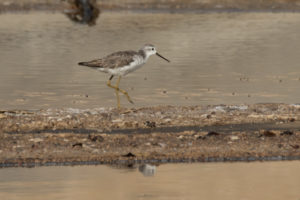 Marsh Sandpiper (Tringa stagnatilis)