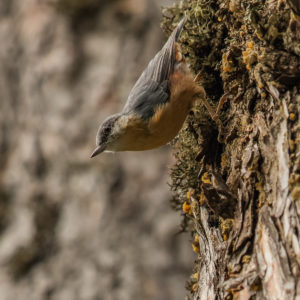 Eurasian Nuthatch (Sitta europaea)