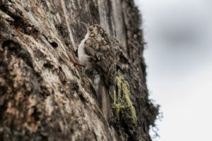 Eurasian Treecreeper (Certhia familiaris)