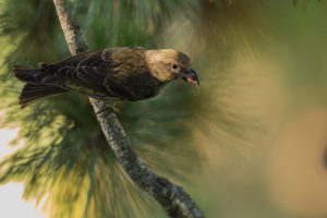 Red Crossbill (Loxia curvirostra)