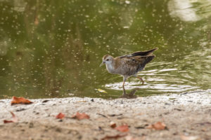 Little Crake (Zapornia parva)