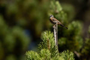 Rock Bunting (Emberiza cia)