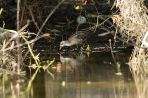 Little Crake (Zapornia parva)