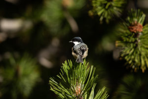 Coal Tit (Periparus ater)