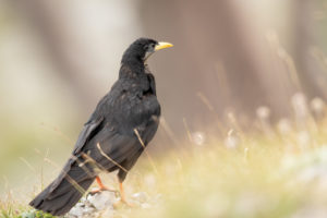 Yellow-billed Chough (Pyrrhocorax graculus)