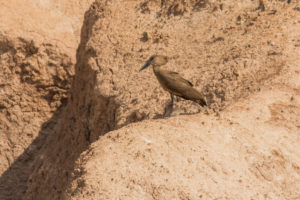 Hamerkop (Scopus umbretta)