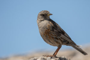 Alpine Accentor (Prunella collaris)