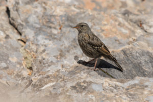 Alpine Accentor (Prunella collaris)