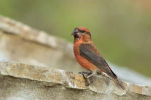 Red Crossbill (Loxia curvirostra)