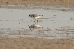 Sanderling (Calidris alba)