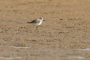 Sanderling (Calidris alba)