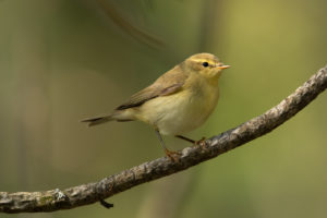 Common Chiffchaff (Phylloscopus collybita)