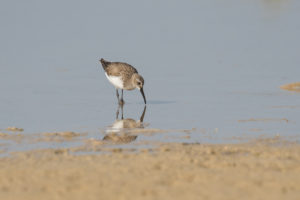 Curlew Sandpiper (Calidris ferruginea)