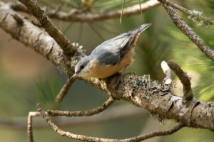 Eurasian Nuthatch (Sitta europaea)